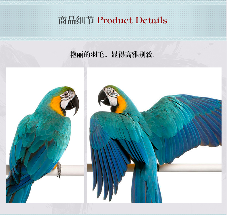 歐式輕奢動物組合掛畫 臥室餐廳裝飾畫晶瓷畫  純手繪油畫 金剛鸚鵡